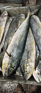 Nuovo Mahi Mahi Intero Congelato a Freddo, Specialità <span class=keywords><strong>di</strong></span> Pesce Cinese, 1-2kg Grado A, Congelato BQF - Product Image 2