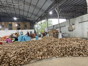 Racine de gingembre frais fraîchement récoltée parfaite pour les soupes sautées, les sauces et la production de boissons du Vietnam - Product Image 6