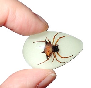 Spiny <b>Spider</b> Real Specimen <b>Plastic</b> Cabochon Pear Shape Cut Top 33x22 mm Glow Flat Bottom for Crafts and Jewelry Making - Product Image 4