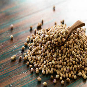 Graines de coriandre entières séchées naturelles de qualité supérieure, 100% pures, qualité alimentaire, épice gujaratienne, approvisionnement pour l'exportation, marque FitTree International - Product Image 1