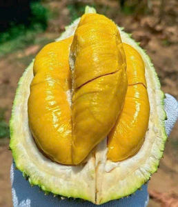 Mejor Precio en Pulpa de Durian Congelada IQF de Vietnam |   Polpa Dulce y Cremosa |   Fruta Entera y Pulpa de Grado de Exportación - Sra. Tarina - Product Image 1