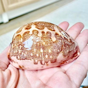 Paquete de conchas de cauri, decoración boho para playa, adornos de conchas marinas naturales, conchas del océano, buen precio - Product Image 4