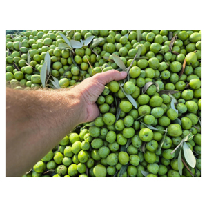 Aceitunas Verdes Frescas de Alta Calidad para Empresas de Procesamiento de Aceitunas, Proveedores de Servicios de Alimentación y Distribuidores Globales - Product Image 5