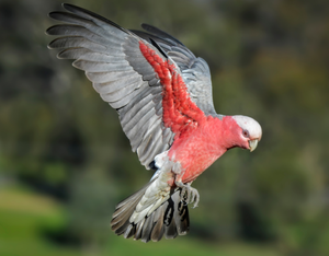 Galah Cockatoo Parrot Birds Live for Breeding <b>Aviaries</b> Ornamental Bird Keeping Wholesale Supplier NMF (PVT) LTD South Africa - Product Image 2