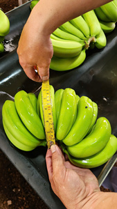 Bananes Cavendish vertes fraîches de qualité supérieure, fruits tropicaux entiers du Vietnam pour la vente au détail et en gros au Japon et en Corée - Product Image 5