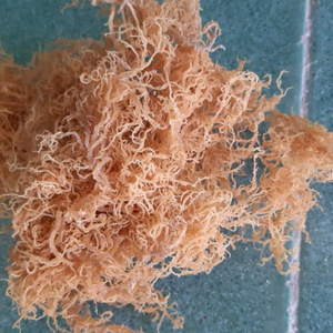 Pure <b>Raw</b> Gold <b>Sea</b> <b>Moss</b> From Vietnam For Smoothie Blending And Enhancing Hydration In Beauty Skin Care Treatments - Product Image 4