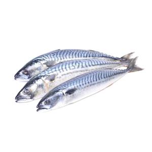 Fast Shipment Size 6-8 Pcs Per kg <b>Light</b> Catch Fresh IQF Frozen Pacific Mackerel Fish with Competitive Price at Wholesale Price - Product Image 1