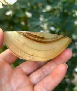 Cuenco decorativo de lujo de cuerno de búfalo pequeño, superventas, para afeitar, servir y decorar, producto más vendido de f s i - Product Image 4