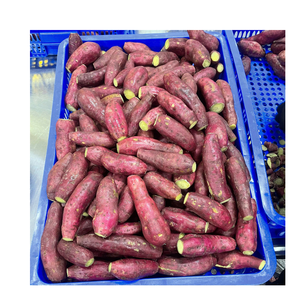 มันเทศแช่แข็งพร้อมปรุง สำหรับร้านอาหารและครัวเชิงพาณิชย์ - Product Image 5
