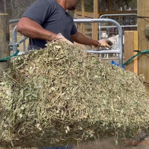 Paille d'arachide de qualité supérieure pour l'alimentation animale avec balles de foin pour les fermes d'élevage et les acheteurs agricoles en gros - Product Image 3