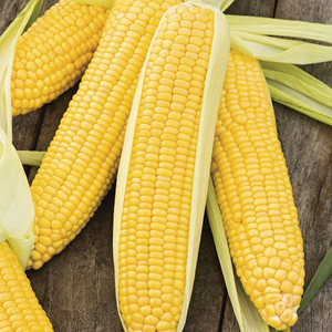 ข้าวโพด GMO คุณภาพพรีเมียม ขายส่งราคาดีที่สุด เกรดอาหาร คุณภาพสูงสุด ผู้ผลิตส่งออก - Product Image 6