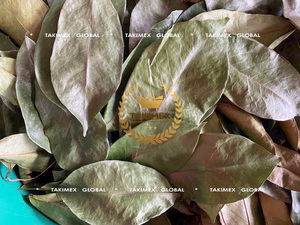 Hojas de guanábana secas de la mejor calidad para preparar té, 100 gramos, envasadas al vacío, venta al por mayor, entrega rápida desde Vietnam - Product Image 2