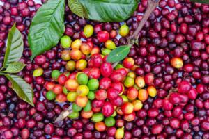 Wholesale Culi Green <b>Coffee</b> Beans Vietnam Origin Rich Aroma Strong Body Bulk Export for Roasters and <b>Distributors</b> - Product Image 3