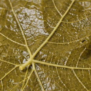 Hojas de Uva Conservadas al Por Mayor, Estándar Internacional, Deliciosas, en Oferta, de Fábrica en Vietnam, al Mejor Precio - Product Image 1
