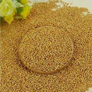 Organic Freshly Cultivated Yellow Glutinous <b>Millet</b> for Cooking - Product Image 5