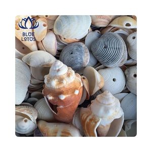 Cáscaras de mar más vendidas para decoración e incrustaciones, diseño de superficies para arte en resina y producción artesanal en Vietnam - Product Image 1
