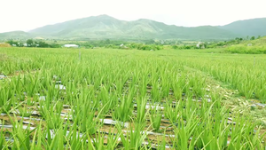 VINUT 200kg Tambour Aloe Vera Cube Prêt à Servir Aloe Vera au Sirop Directement des Fournisseurs Vietnamiens Fabricants d'autres Boissons - Product Image 3