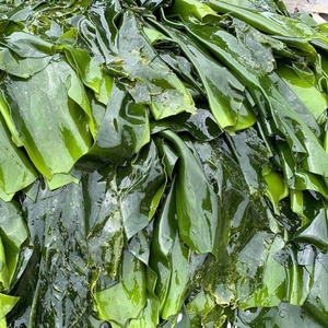 Algas marinas secas al por mayor <span class=keywords><strong>Gelidium</strong></span> algas secas kelp kont - Product Image 6