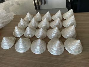 Proveedor de Vietnam: Conchas de Trochus Naturales Pulimentadas, Conchas Marinas Comerciales de Primera Calidad a Precio de Mayoreo para Adornos Únicos para el Hogar y Artesanías - Macy - Product Image 5