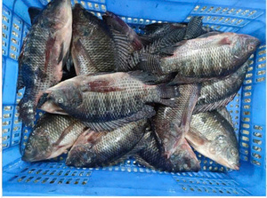 VAN BACH TUNG Pescado Congelado Entero Premium 1 kg, Alta Calidad, Alto Valor Nutricional, 100% Natural, Envasado al Vacío, 12+ Meses de Duración - Product Image 3