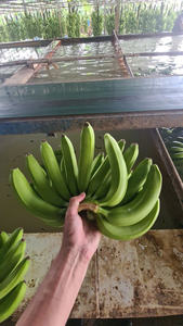 Plátanos Cavendish de Vietnam, calidad de exportación para los mercados del CCG y Oriente Medio - Product Image 5