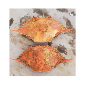 <b>CRAB</b> SHELLS ARE EXPORTED in LARGE QUANTITIES FROM VIETNAMESE SUPPLIERS at AFFORDABLE PRICES/ Ms.Thi - Product Image 5