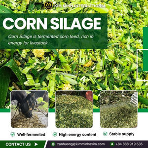 Silage de maïs – Aliment haute énergie pour le bétail - Product Image 2