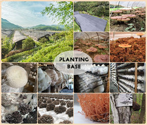 Pasokan Pabrik Gudang AS / UE Bubuk Jamur Lentina Organik Murni Ekstrak Jamur <span class=keywords><strong>Shiitake</strong></span> Bubuk AHCC dalam Jumlah Besar - Product Image 6