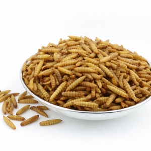 Larvas de Mosca Soldado Negra Altas en Proteínas, Secas y Desgrasadas |   Suministro al por Mayor |   OEM Disponible/ Lily - Product Image 3