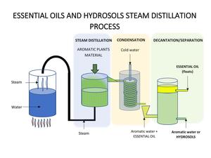 Majmua Niyamat Attar <b>Oil</b> 100% Pure Steam Distilled Herbal & Woody Aromatherapy Natural Organic Sandalwood Long-Lasting Fragrance - Product Image 5