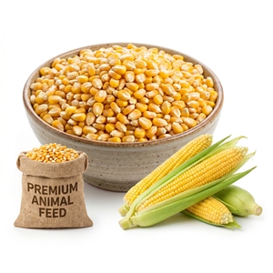 Maïs jaune en grains de qualité alimentaire, nutrition animale haute énergie, alimentation pour bétail, volailles et bovins, vente en gros, approvisionnement en vrac, exportateur - Product Image 1