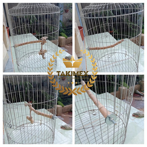 Percha duradera de madera de café para pájaros, tamaños personalizados, madera de Java para perchas de pájaros para jaulas de loros de Vietnam - Product Image 3