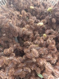 Fruit de Cocklebur séché en vrac pour fabricants – Cocklebur entier séché en vrac ANGLE - Product Image 3