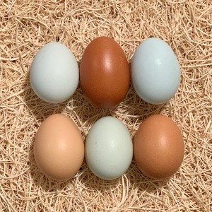 ไข่ไก่ขาวคุณภาพพรีเมียม สดใหม่ พร้อมรับประทาน สำหรับจัดจำหน่ายในรูปแบบขายส่ง พร้อมบรรจุภัณฑ์กล่องสำหรับส่งออกอย่างปลอดภัย - Product Image 6