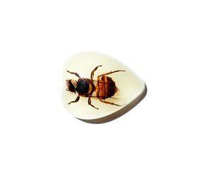 Cabochon en plastique en forme de cœur avec spécimen réel d'abeille, 17x21 mm, fond plat, pour artisanat et fabrication de bijoux - Product Image 6