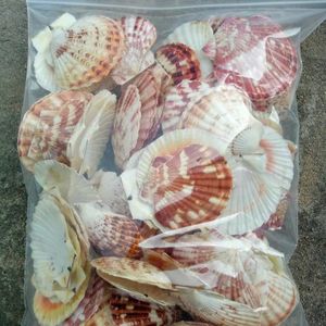 ¡OFERTA ESPECIAL! Conchas de Caracol Sostenibles (Amarillas, Blancas, Verdes, Plateadas) al por Mayor para Decoración Interior Moderna - Vietnam - Product Image 6