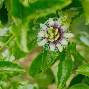 Fruits de la Passion Frais du Vietnam 100% Rouges de Haute Qualité 10-14 pièces/kg - Product Image 4