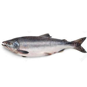 Salmón salvaje congelado, salmón congelado de alta calidad, salmón congelado. - Product Image 3