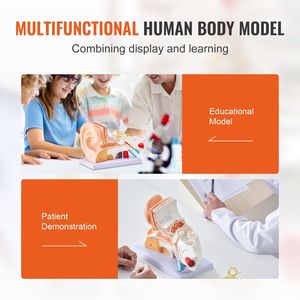 Modello Anatomico Professionale dell'Orecchio Umano Serie P, Ingrandito 5 Volte, in 3 Parti, con Base per Scienza Medica - Product Image 6