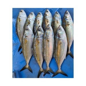 Pescado fresco de caballa listo para envío comercial confiable a nivel mundial - Product Image 5