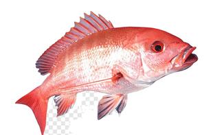 Surimi de Pescado Congelado de Primera Calidad ROMAN TROOPS, Mejor Duración de 24 Meses, Almacenamiento Conveniente, Fabricante Meerut India 1 - Product Image 6