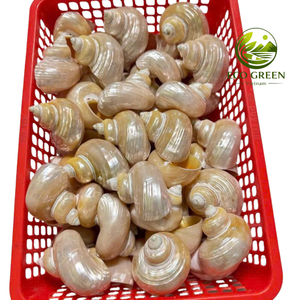 Coquilles Turbo Naturelles pour Crabes Ermites – Magnifiques Coquilles Polies de Remplacement pour Décoration d'Aquarium, Collection et Projets DIY - Product Image 5