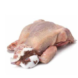 Pigeon congelé de qualité supérieure, viande de pigeon fraîche et congelée pour l'exportation et la vente en gros - Product Image 6