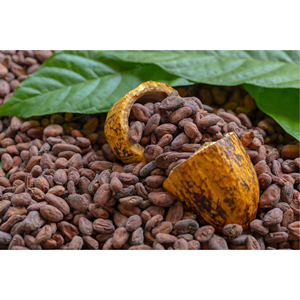 เมล็ดโกโก้ดิบตากแดด |   ผู้จัดจำหน่ายเมล็ดโกโก้ |   ผู้ผลิต |   ผู้ค้าส่ง - Product Image 5