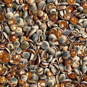 Opercules de coquillages en vrac à prix abordable – Couvercles naturels en coquillages œil-de-chat rouges pour la décoration intérieure et la fabrication artisanale - Product Image 4