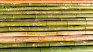 Bâtons et cannes en bambou naturel de Tonkin, droits et secs - Product Image 2