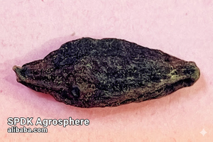 Suplemento de salud a base de hierbas Producto agrícola Black Terminalia Chebula - Product Image 5