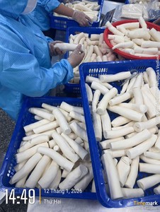 Yuca Blanca Pelada Congelada / Raíces de Yuca Blanca para Aplicaciones Culinarias, Exportación, Distribución y Paquetes Minoristas de 500g - Product Image 5