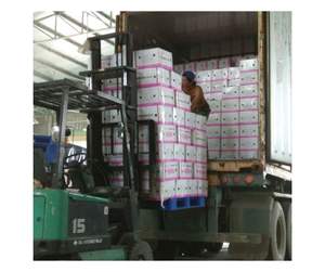 Fruta del Dragón Deshidratada de Alta Calidad Directamente de Fábrica en Vietnam - Fruta del Dragón Deshidratada Natural para la Industria Alimentaria - Product Image 5