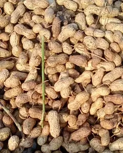 Semillas de Cacahuete (Arachis Hypogaea) Comestibles, Ricas en Proteínas (24-36%), Autoenrajables, Legumbre Anual, Alto Contenido de Aceite, Origen India - Product Image 6